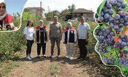 DÜZCE’DE ARONYA ÜRETİMİ YAYGINLAŞIYOR