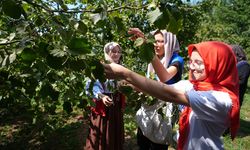 DÜZCE'DE GENÇLER 4 YILDIR GÖNÜLLÜ FINDIK TOPLAMA PROJESİ YÜRÜTÜYOR